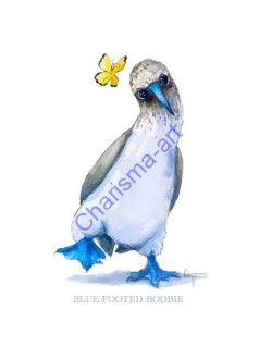 Blue-Footed Boobie Bird Animal PRINT